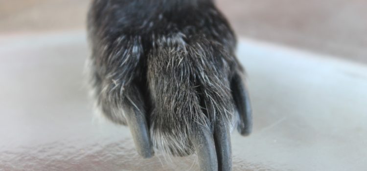 Teach your dog to file her own nails