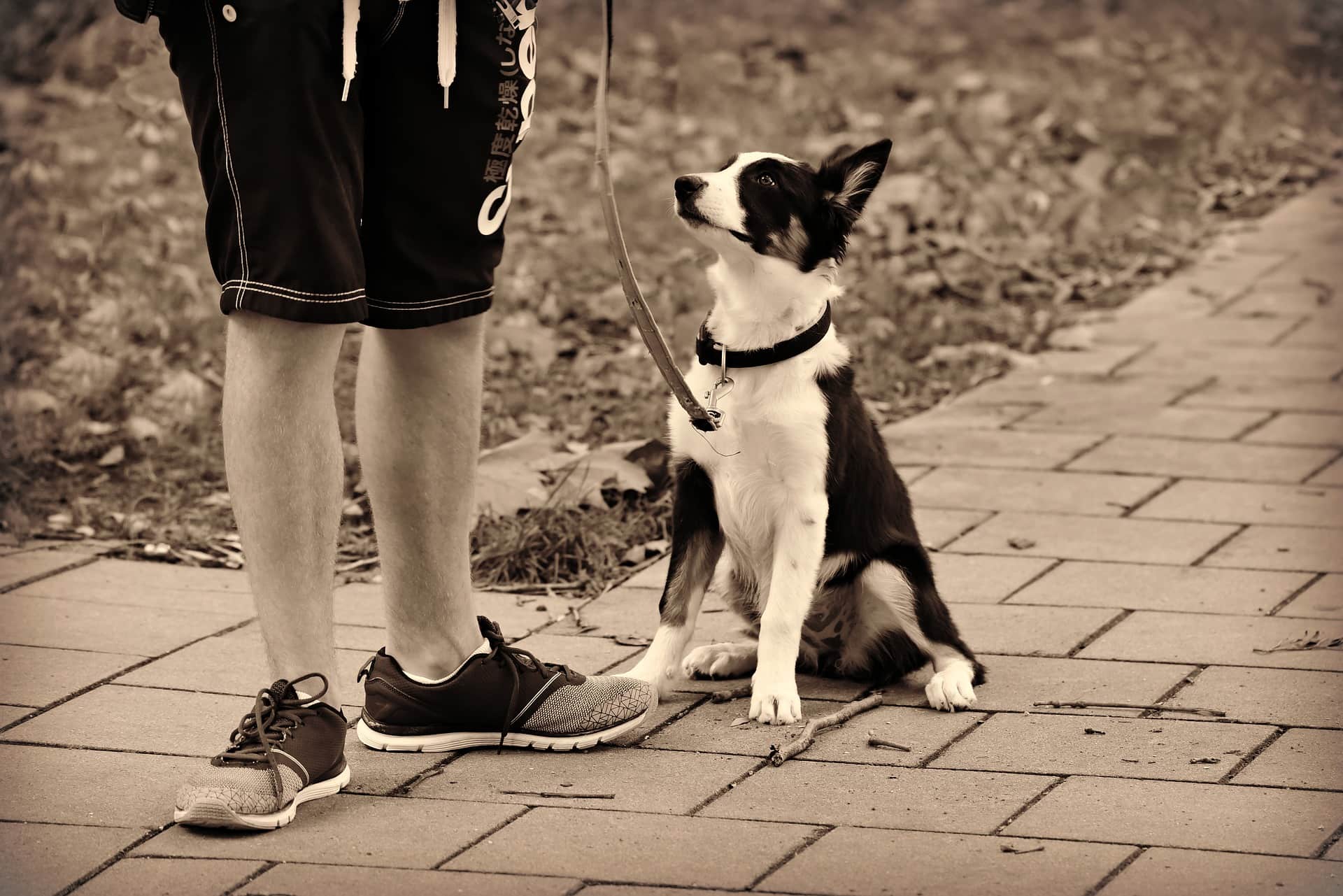 What Is Clicker Training Canine Concepts what-is-clicker-training-canine-concepts