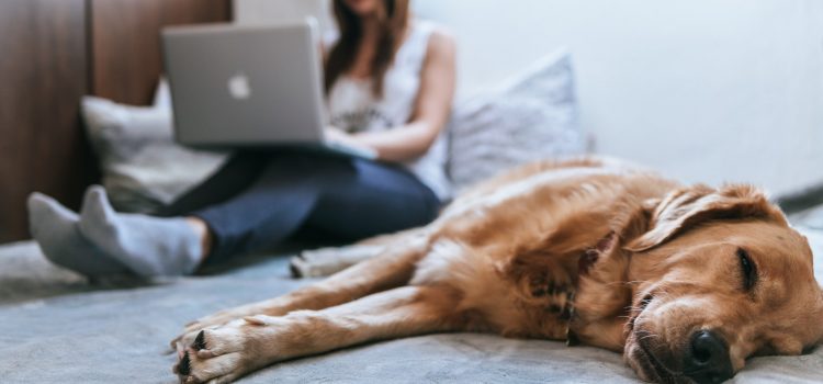 Virtual online dog training and behaviour